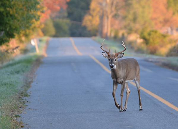 What Should You Do if an Animal Runs Into the Road?